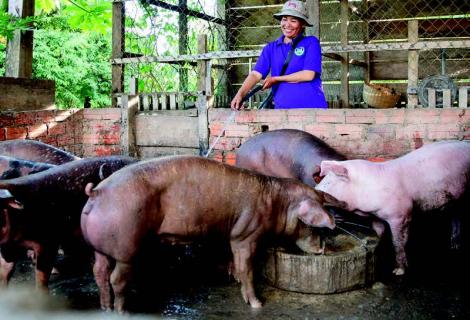 Heu Sokleap, a farmer and Chair of the Aphivat Meanchey Agricultural Cooperative, Cambodia, tending to her pigs on her home farm.