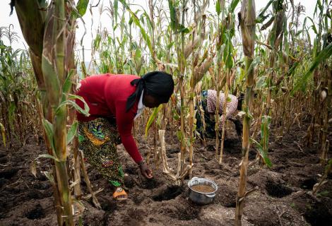 women farmers in Rwanda taking care of their fields
