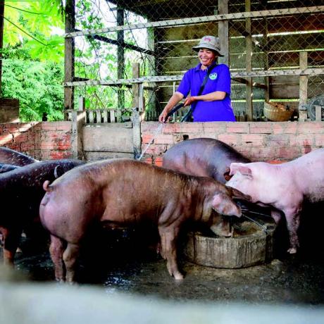 Heu Sokleap, a farmer and Chair of the Aphivat Meanchey Agricultural Cooperative, Cambodia, tending to her pigs on her home farm.